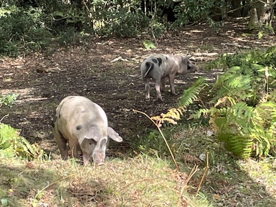 Pigs foraging for acorns in the New Forest