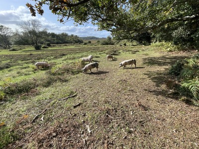 Pigs foraging for acorns in the New Forest