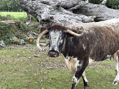 Fearsome looking English Longhorn cow